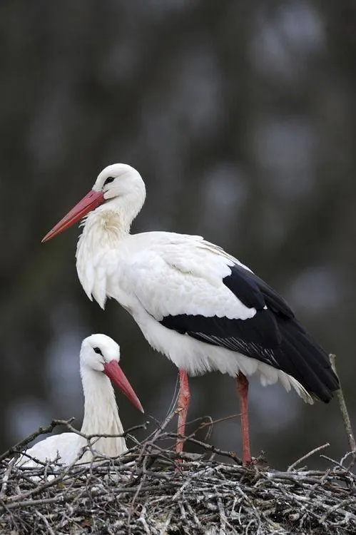 A white stork with its chick standing in a nest
